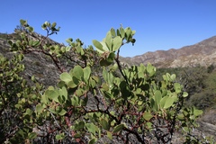 Arctostaphylos manzanita