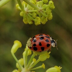 Hesperomyces harmoniae