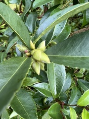 Camellia sinensis