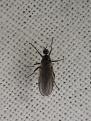 Rhamphomyia