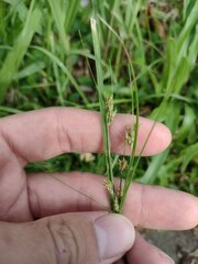 Fimbristylis dichotoma