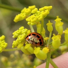 Hesperomyces harmoniae