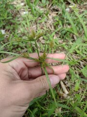 Cyperus polystachyos