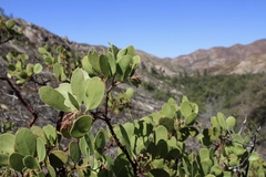 Arctostaphylos manzanita