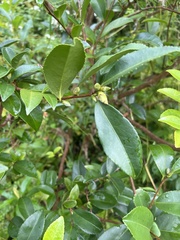 Camellia sinensis