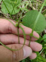 Cyperus brevifolius