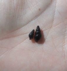 Potamopyrgus antipodarum