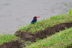 Halcyon cyanoventris