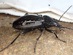 Carabus hortensis