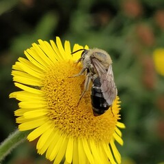 Colletes