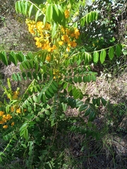 Senna stipulacea