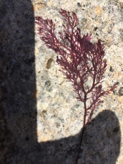 Sphaerococcus coronopifolius