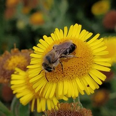 Colletes