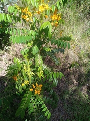 Senna stipulacea