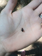 Potamopyrgus antipodarum