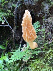 Morchella