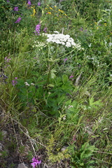 Heracleum dissectum