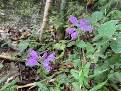 Physostegia virginiana