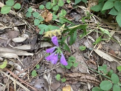 Physostegia virginiana