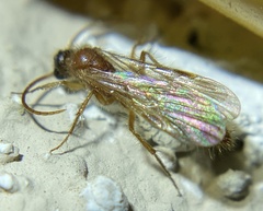 Chyphotes melaniceps