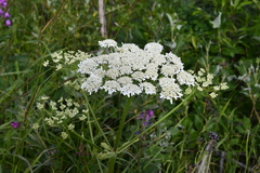 Heracleum dissectum