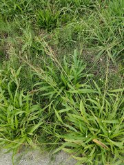 Paspalum fimbriatum