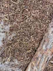 Formica polyctena × rufa
