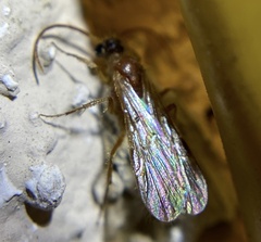 Chyphotes melaniceps