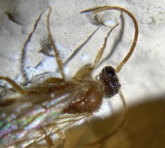 Chyphotes melaniceps