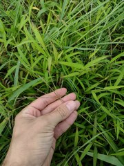 Digitaria radicosa