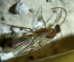 Chyphotes melaniceps