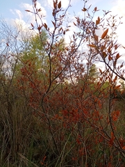 Ruprechtia salicifolia