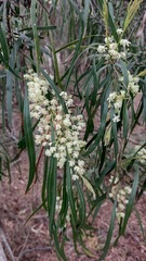 Acacia mabellae