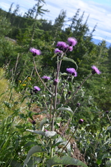 Cirsium helenioides