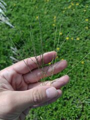Digitaria violascens