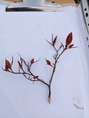 Ruprechtia salicifolia