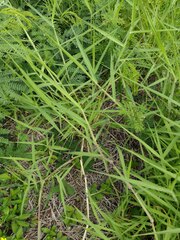 Urochloa mutica