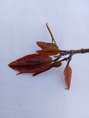 Ruprechtia salicifolia