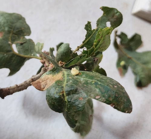 iNaturalist observation photo of Oak Gall Wasps