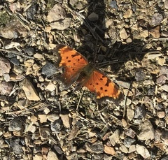 Polygonia progne