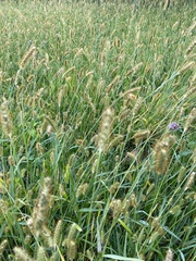 Setaria