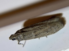 Phycitini