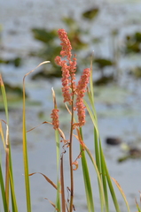 Rumex britannica