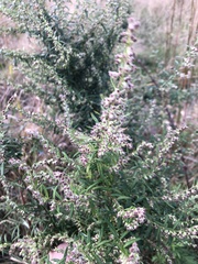 Artemisia vulgaris