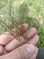 Bothriochloa bladhii