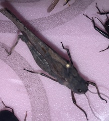 Trimerotropis verruculata