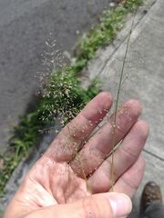 Eragrostis amabilis