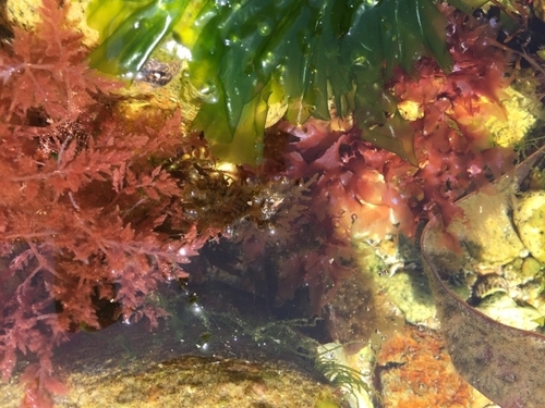 Representative image of Gaillona