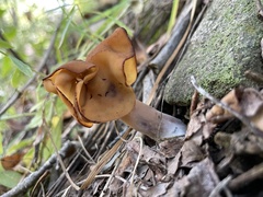 Gyromitra infula