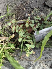 Euphorbia ophthalmica